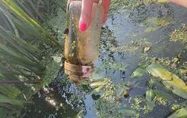 119422838_10158557686214719_1859313294885035575_o